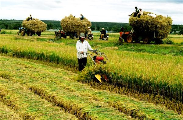 Lösung für vietnamesische Bauern nach dem Inkrafttreten des TPP-Abkommens - ảnh 1